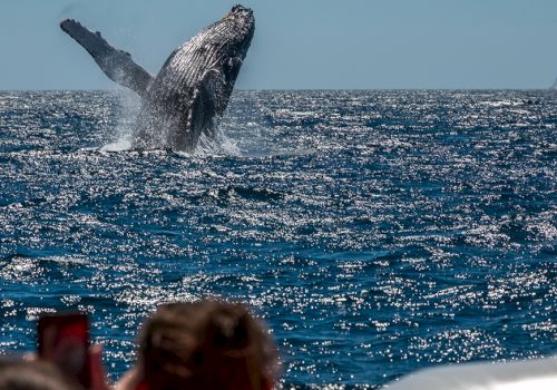 A humpback whale breaches above the ocean near a boat with people watching in the foreground.