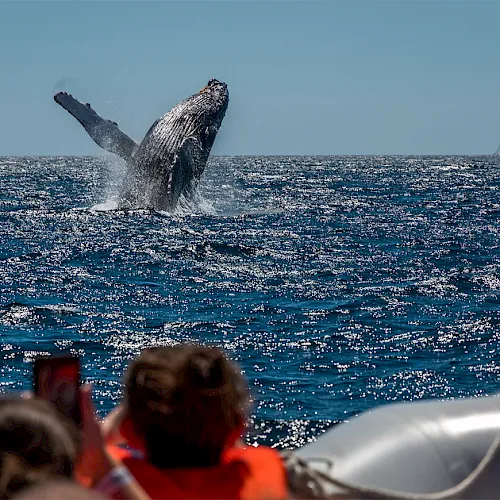 A humpback whale breaches above the ocean near a boat with people watching in the foreground.
